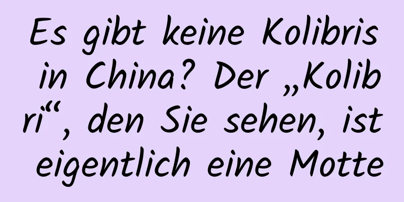 Es gibt keine Kolibris in China? Der „Kolibri“, den Sie sehen, ist eigentlich eine Motte