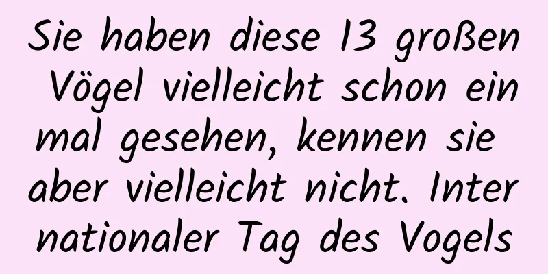 Sie haben diese 13 großen Vögel vielleicht schon einmal gesehen, kennen sie aber vielleicht nicht. Internationaler Tag des Vogels