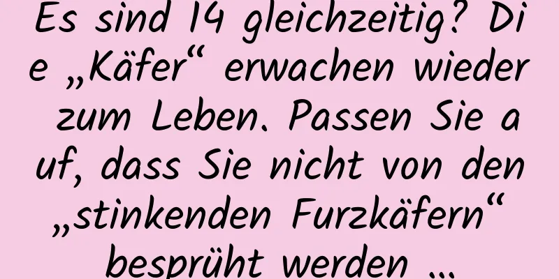 Es sind 14 gleichzeitig? Die „Käfer“ erwachen wieder zum Leben. Passen Sie auf, dass Sie nicht von den „stinkenden Furzkäfern“ besprüht werden …