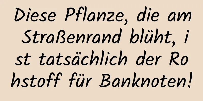 Diese Pflanze, die am Straßenrand blüht, ist tatsächlich der Rohstoff für Banknoten!