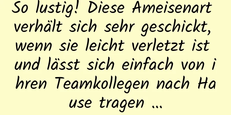 So lustig! Diese Ameisenart verhält sich sehr geschickt, wenn sie leicht verletzt ist und lässt sich einfach von ihren Teamkollegen nach Hause tragen …