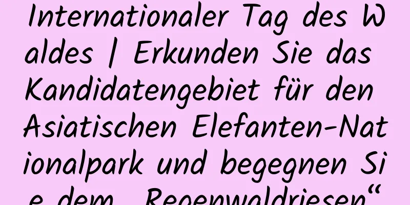 Internationaler Tag des Waldes | Erkunden Sie das Kandidatengebiet für den Asiatischen Elefanten-Nationalpark und begegnen Sie dem „Regenwaldriesen“