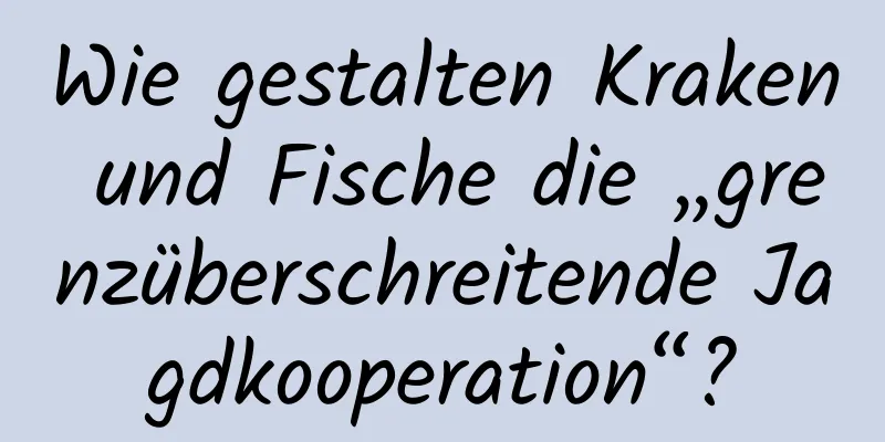 Wie gestalten Kraken und Fische die „grenzüberschreitende Jagdkooperation“?