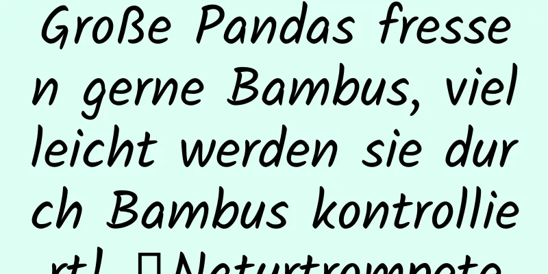 Große Pandas fressen gerne Bambus, vielleicht werden sie durch Bambus kontrolliert! ｜Naturtrompete