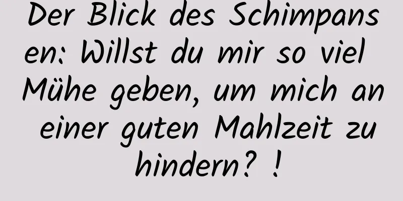 Der Blick des Schimpansen: Willst du mir so viel Mühe geben, um mich an einer guten Mahlzeit zu hindern? !