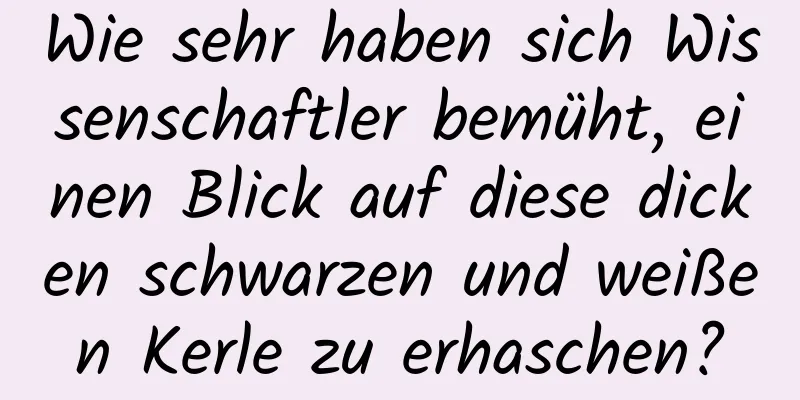 Wie sehr haben sich Wissenschaftler bemüht, einen Blick auf diese dicken schwarzen und weißen Kerle zu erhaschen?