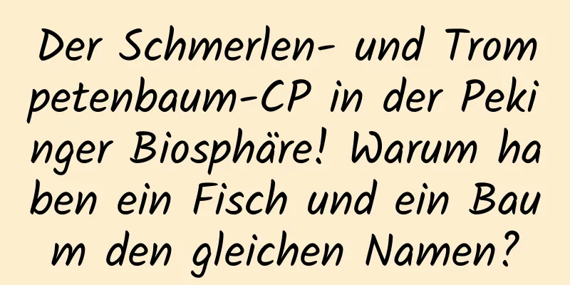 Der Schmerlen- und Trompetenbaum-CP in der Pekinger Biosphäre! Warum haben ein Fisch und ein Baum den gleichen Namen?