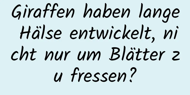 Giraffen haben lange Hälse entwickelt, nicht nur um Blätter zu fressen?