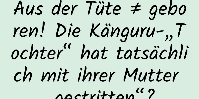 Aus der Tüte ≠ geboren! Die Känguru-„Tochter“ hat tatsächlich mit ihrer Mutter „gestritten“?