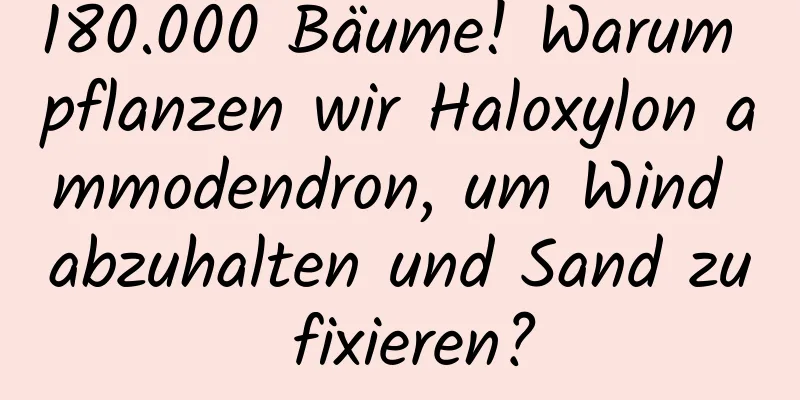 180.000 Bäume! Warum pflanzen wir Haloxylon ammodendron, um Wind abzuhalten und Sand zu fixieren?