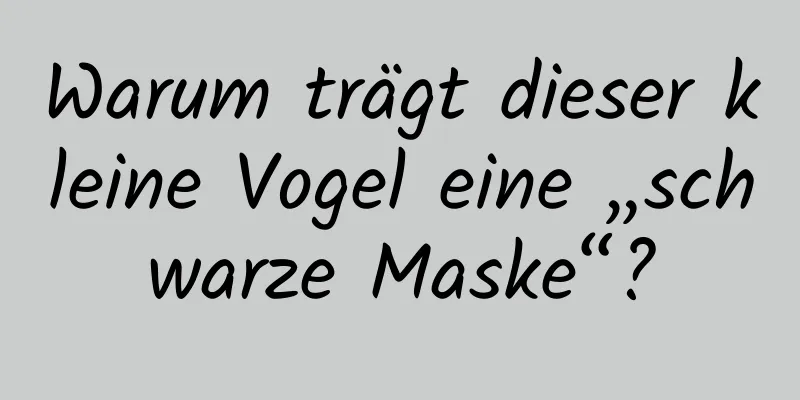 Warum trägt dieser kleine Vogel eine „schwarze Maske“?