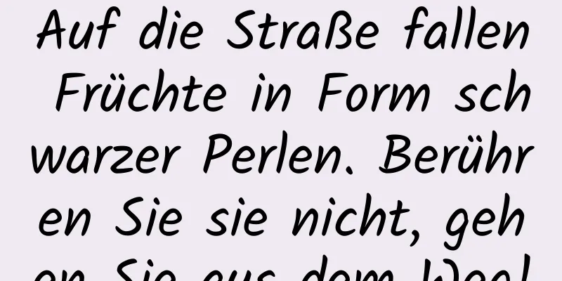 Auf die Straße fallen Früchte in Form schwarzer Perlen. Berühren Sie sie nicht, gehen Sie aus dem Weg!