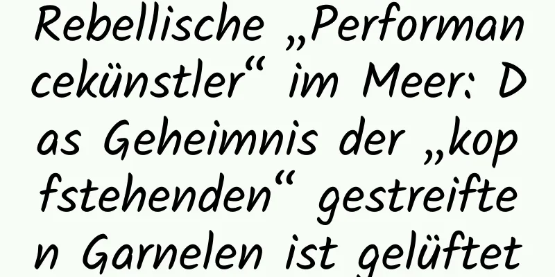 Rebellische „Performancekünstler“ im Meer: Das Geheimnis der „kopfstehenden“ gestreiften Garnelen ist gelüftet