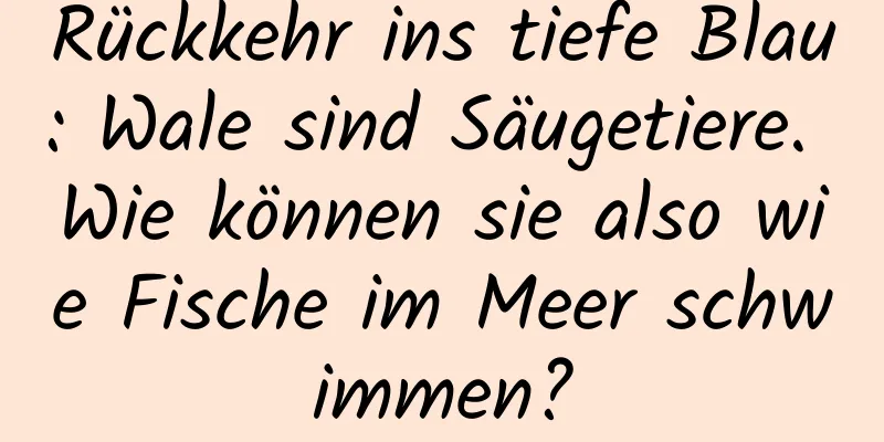 Rückkehr ins tiefe Blau: Wale sind Säugetiere. Wie können sie also wie Fische im Meer schwimmen?