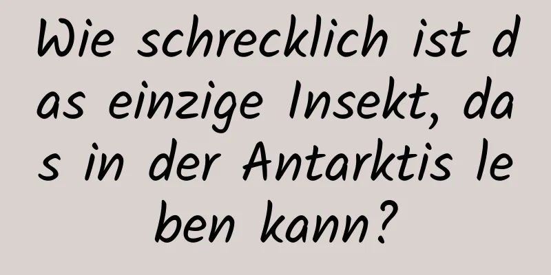 Wie schrecklich ist das einzige Insekt, das in der Antarktis leben kann?