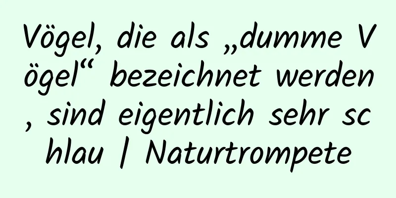Vögel, die als „dumme Vögel“ bezeichnet werden, sind eigentlich sehr schlau | Naturtrompete