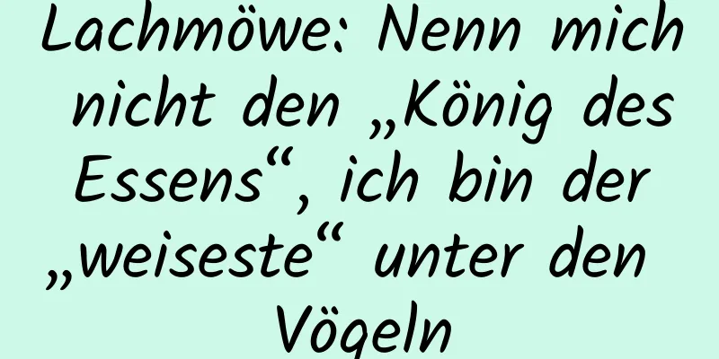 Lachmöwe: Nenn mich nicht den „König des Essens“, ich bin der „weiseste“ unter den Vögeln