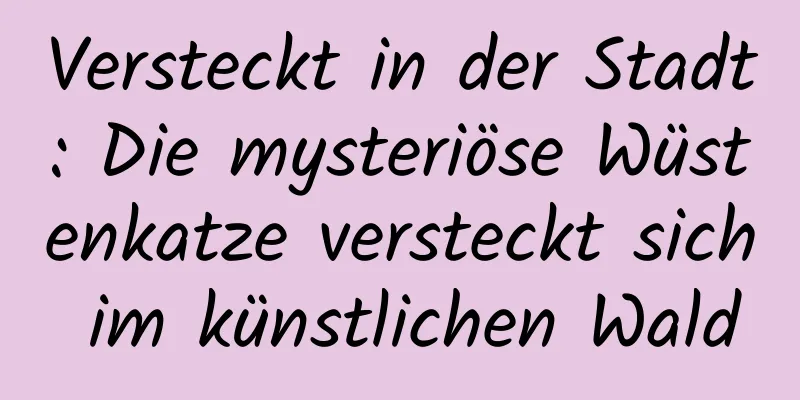 Versteckt in der Stadt: Die mysteriöse Wüstenkatze versteckt sich im künstlichen Wald