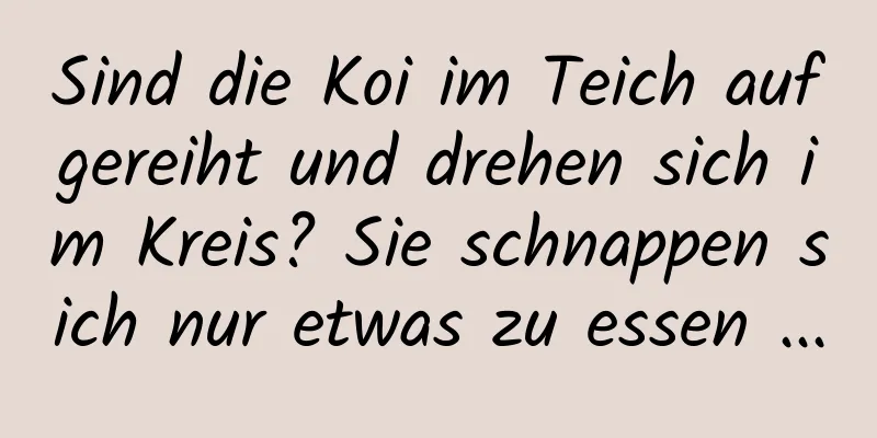 Sind die Koi im Teich aufgereiht und drehen sich im Kreis? Sie schnappen sich nur etwas zu essen ...