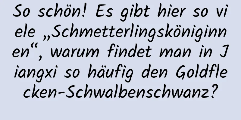 So schön! Es gibt hier so viele „Schmetterlingsköniginnen“, warum findet man in Jiangxi so häufig den Goldflecken-Schwalbenschwanz?