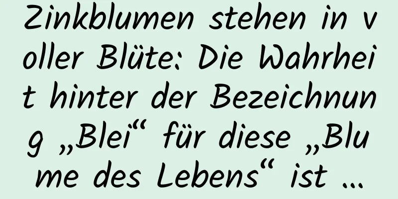 Zinkblumen stehen in voller Blüte: Die Wahrheit hinter der Bezeichnung „Blei“ für diese „Blume des Lebens“ ist …