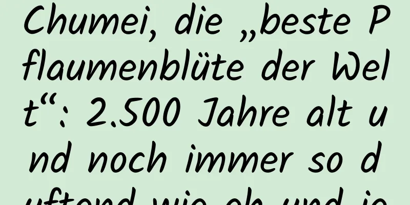Chumei, die „beste Pflaumenblüte der Welt“: 2.500 Jahre alt und noch immer so duftend wie eh und je