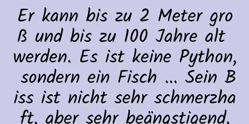 Er kann bis zu 2 Meter groß und bis zu 100 Jahre alt werden. Es ist keine Python, sondern ein Fisch ... Sein Biss ist nicht sehr schmerzhaft, aber sehr beängstigend.
