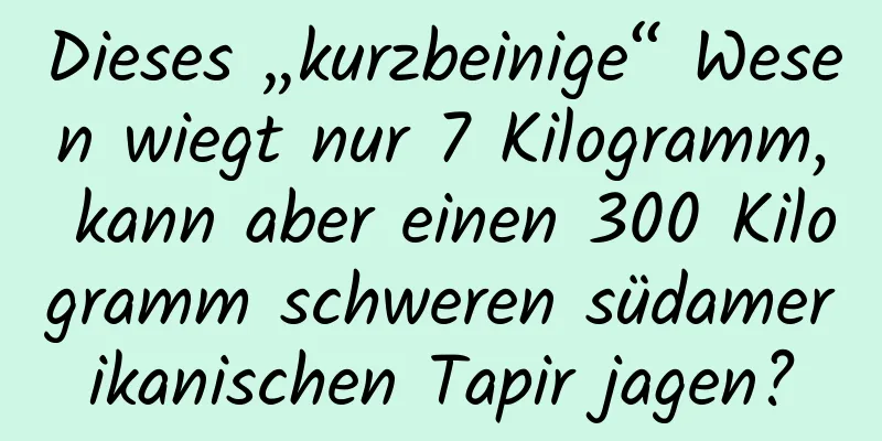 Dieses „kurzbeinige“ Wesen wiegt nur 7 Kilogramm, kann aber einen 300 Kilogramm schweren südamerikanischen Tapir jagen?