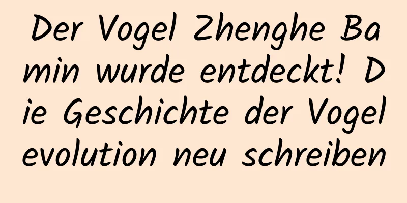 Der Vogel Zhenghe Bamin wurde entdeckt! Die Geschichte der Vogelevolution neu schreiben