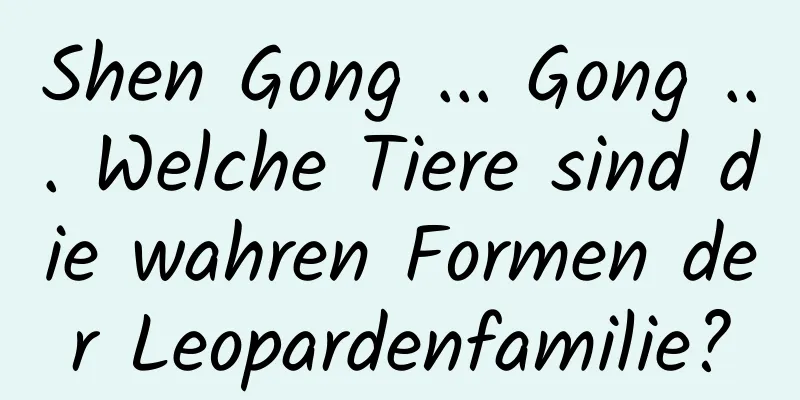 Shen Gong ... Gong ... Welche Tiere sind die wahren Formen der Leopardenfamilie?