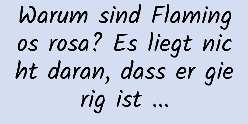 Warum sind Flamingos rosa? Es liegt nicht daran, dass er gierig ist ...