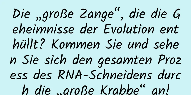 Die „große Zange“, die die Geheimnisse der Evolution enthüllt? Kommen Sie und sehen Sie sich den gesamten Prozess des RNA-Schneidens durch die „große Krabbe“ an!