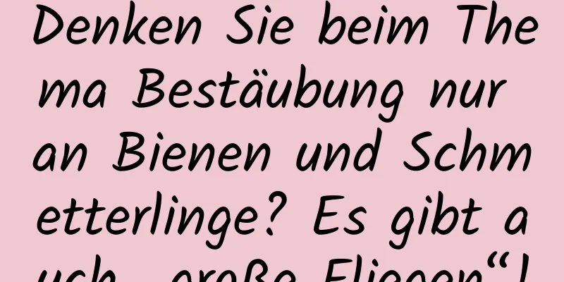 Denken Sie beim Thema Bestäubung nur an Bienen und Schmetterlinge? Es gibt auch „große Fliegen“!