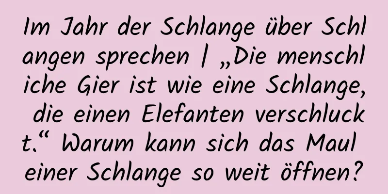 Im Jahr der Schlange über Schlangen sprechen | „Die menschliche Gier ist wie eine Schlange, die einen Elefanten verschluckt.“ Warum kann sich das Maul einer Schlange so weit öffnen?