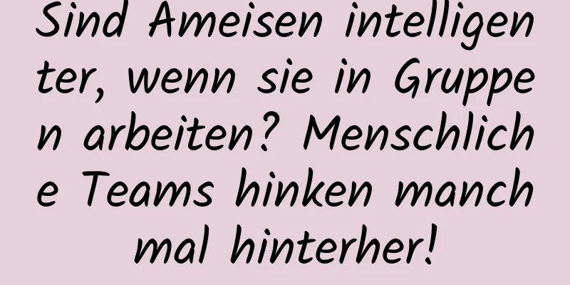 Sind Ameisen intelligenter, wenn sie in Gruppen arbeiten? Menschliche Teams hinken manchmal hinterher!