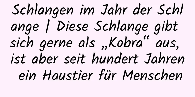 Schlangen im Jahr der Schlange | Diese Schlange gibt sich gerne als „Kobra“ aus, ist aber seit hundert Jahren ein Haustier für Menschen