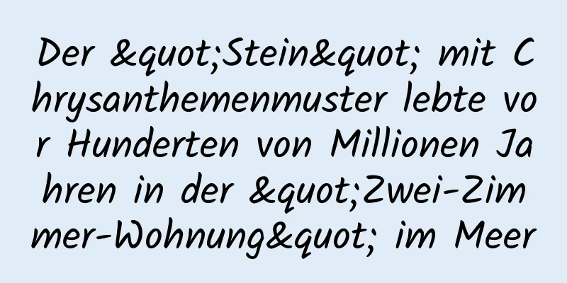 Der "Stein" mit Chrysanthemenmuster lebte vor Hunderten von Millionen Jahren in der "Zwei-Zimmer-Wohnung" im Meer