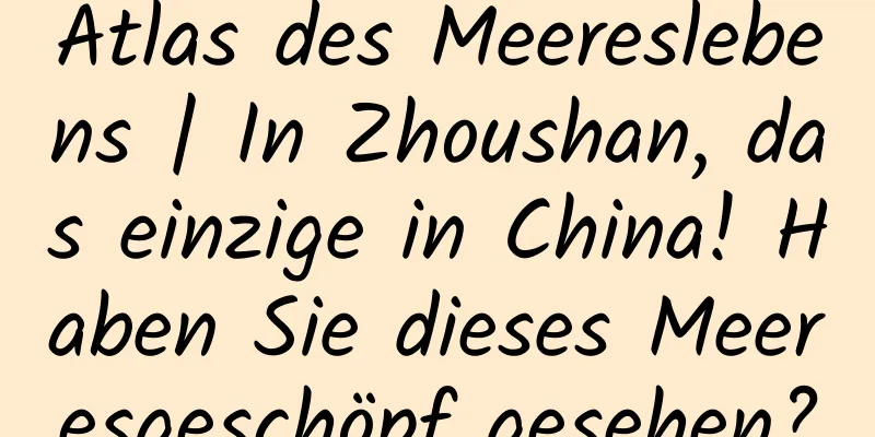 Atlas des Meereslebens | In Zhoushan, das einzige in China! Haben Sie dieses Meeresgeschöpf gesehen?