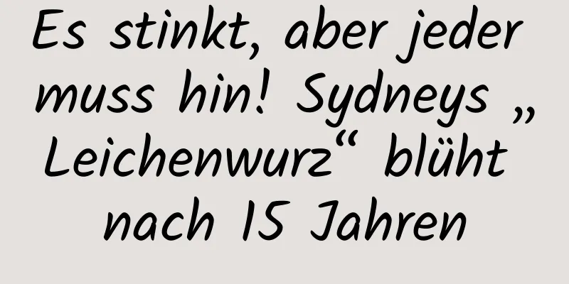 Es stinkt, aber jeder muss hin! Sydneys „Leichenwurz“ blüht nach 15 Jahren
