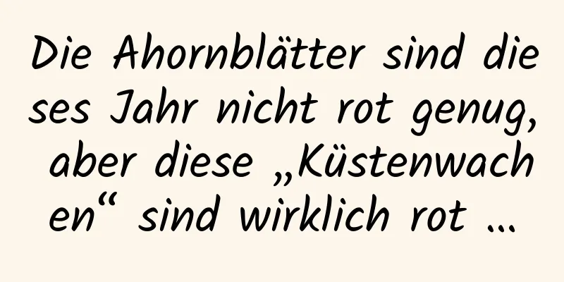 Die Ahornblätter sind dieses Jahr nicht rot genug, aber diese „Küstenwachen“ sind wirklich rot …