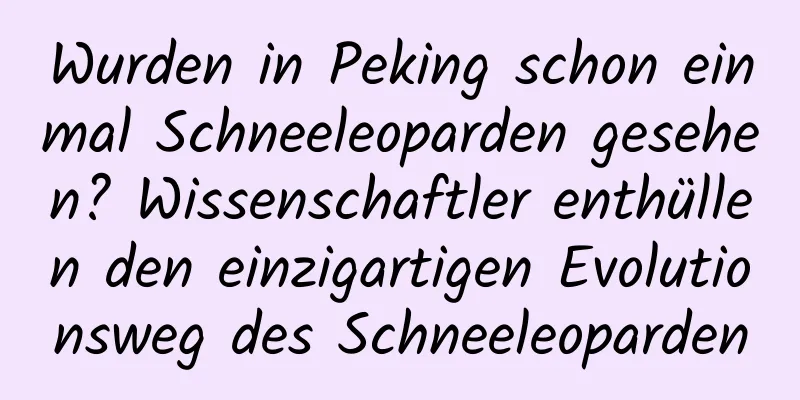 Wurden in Peking schon einmal Schneeleoparden gesehen? Wissenschaftler enthüllen den einzigartigen Evolutionsweg des Schneeleoparden