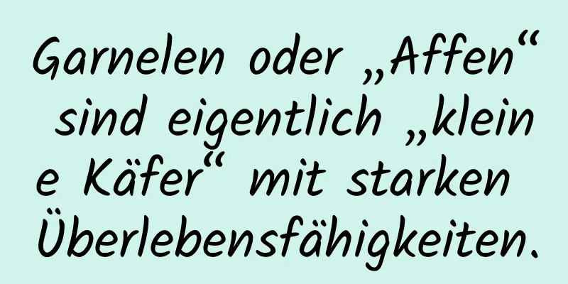 Garnelen oder „Affen“ sind eigentlich „kleine Käfer“ mit starken Überlebensfähigkeiten.