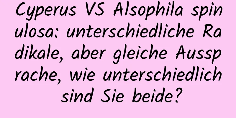 Cyperus VS Alsophila spinulosa: unterschiedliche Radikale, aber gleiche Aussprache, wie unterschiedlich sind Sie beide?