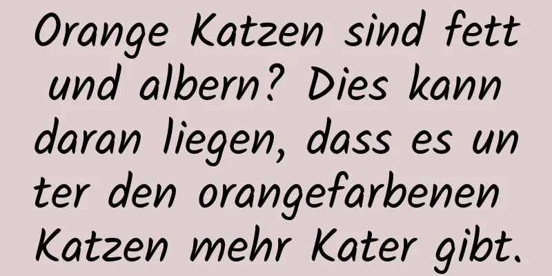 Orange Katzen sind fett und albern? Dies kann daran liegen, dass es unter den orangefarbenen Katzen mehr Kater gibt.