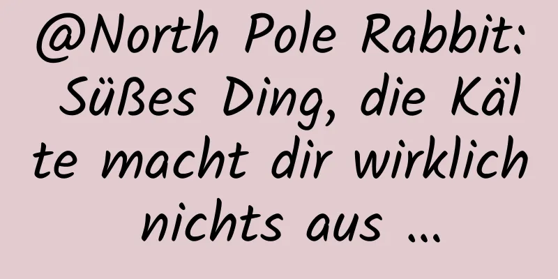 @North Pole Rabbit: Süßes Ding, die Kälte macht dir wirklich nichts aus …