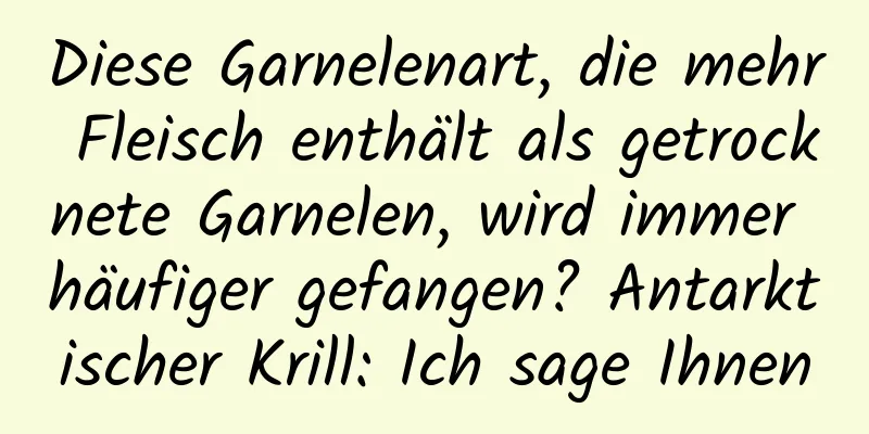 Diese Garnelenart, die mehr Fleisch enthält als getrocknete Garnelen, wird immer häufiger gefangen? Antarktischer Krill: Ich sage Ihnen