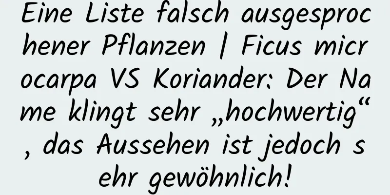 Eine Liste falsch ausgesprochener Pflanzen | Ficus microcarpa VS Koriander: Der Name klingt sehr „hochwertig“, das Aussehen ist jedoch sehr gewöhnlich!