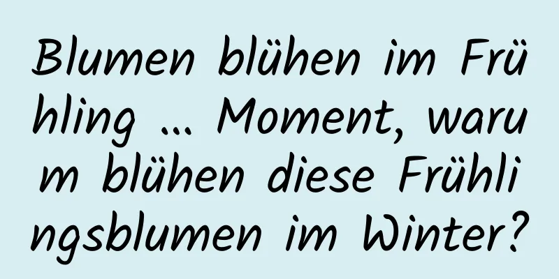 Blumen blühen im Frühling … Moment, warum blühen diese Frühlingsblumen im Winter?