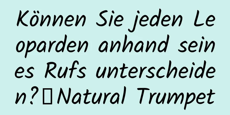 Können Sie jeden Leoparden anhand seines Rufs unterscheiden?丨Natural Trumpet