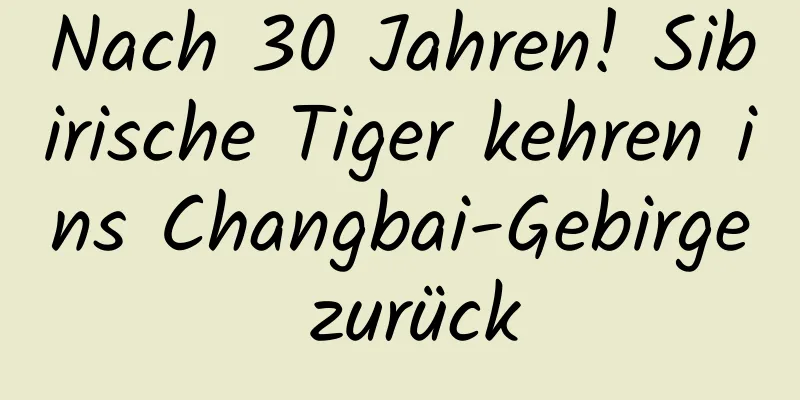 Nach 30 Jahren! Sibirische Tiger kehren ins Changbai-Gebirge zurück